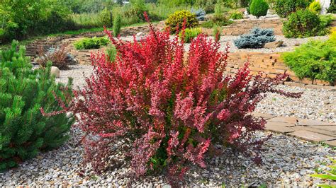 How to Grow and Care for Barberry Bushes 